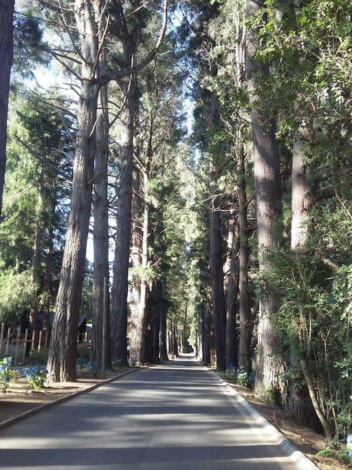 Parque Pinares Maravilloso Bosque Playa Nieve Muelle Privado * Pucón